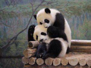 Две панды фото